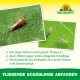 Neudorff Pegatinas azules 8 x 13 cm, 10 uds., contra los trips