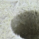 Grodan Bloques de lana de roca, gran agujero, 7,5X7,5X6,5cm 384 pieza