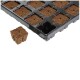 Eazy Plug cubo de enraizamiento 3,6 x 3,6 cm, 77 unid. por bandeja